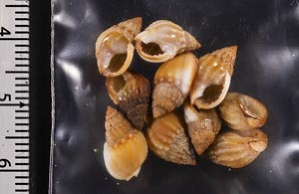 画像2: タウンズビルムシロ (2)