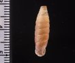 コガタビナルヤマイトカケ (仮称) Nodulia vignalensis pallensfig.2