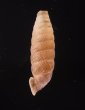 コガタビナルヤマイトカケ (仮称) Nodulia vignalensis pallensfig.3