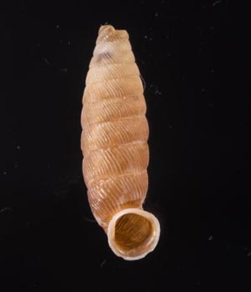 コガタビナルヤマイトカケ (仮称) Nodulia vignalensis pallensfig.1