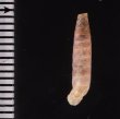 ワインランドパイプガイ (仮称) Brachypodella weinlandifig.2