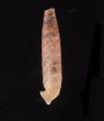 ワインランドパイプガイ (仮称) Brachypodella weinlandifig.3