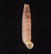 ワインランドパイプガイ (仮称) Brachypodella weinlandifig.1