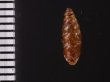 カラスムギサナギガイ Chondrina avenaceafig.2