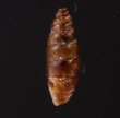 カラスムギサナギガイ Chondrina avenaceafig.3