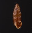カラスムギサナギガイ Chondrina avenaceafig.1