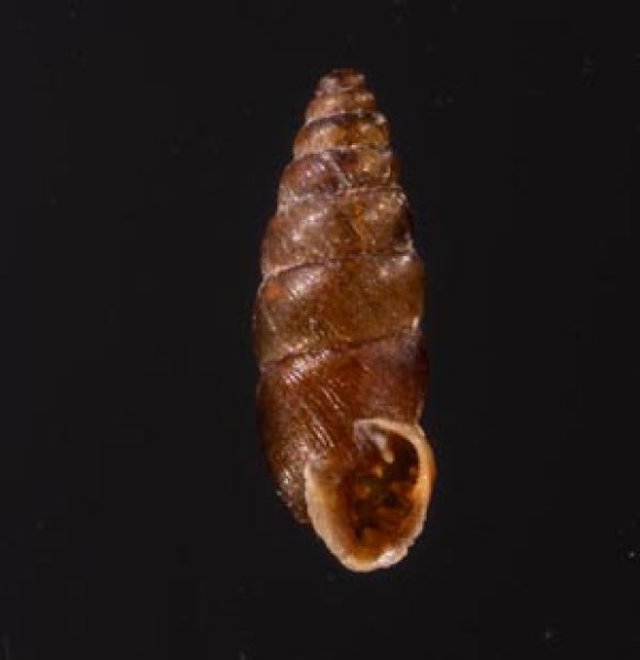 カラスムギサナギガイ Chondrina avenaceafig.1
