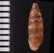 カラスムギサナギガイ Chondrina avenaceafig.2