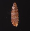 カラスムギサナギガイ Chondrina avenaceafig.3