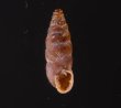 カラスムギサナギガイ Chondrina avenaceafig.1