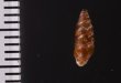 カラスムギサナギガイ Chondrina avenaceafig.2