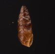 カラスムギサナギガイ Chondrina avenaceafig.3