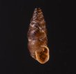 カラスムギサナギガイ Chondrina avenaceafig.1