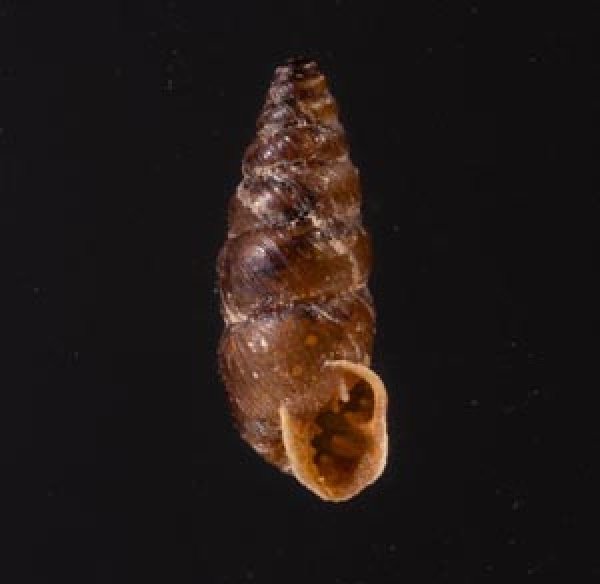 カラスムギサナギガイ Chondrina avenaceafig.1