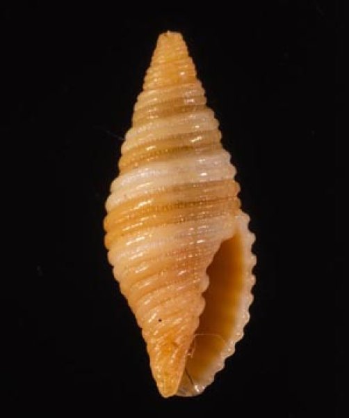 オースチンフデ Pseudonebularia atjehensisfig.1