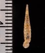 イトカケグアテマラパイプガイ (仮称) Brachypodella subtilis pulchellafig.2