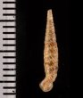 イトカケグアテマラパイプガイ (仮称) Brachypodella subtilis pulchellafig.2