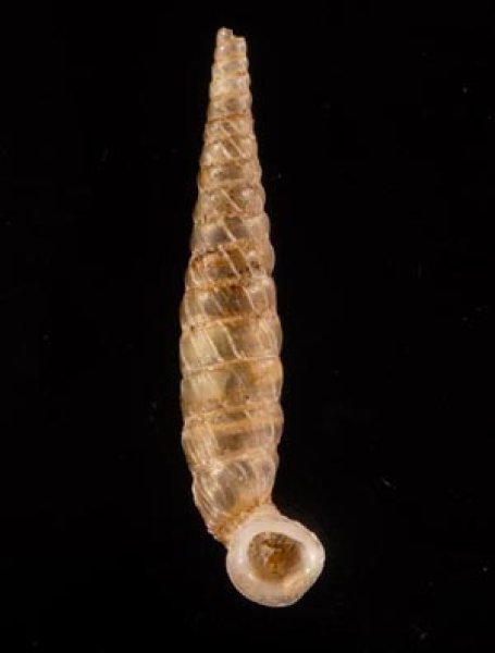 イトカケグアテマラパイプガイ (仮称) Brachypodella subtilis pulchellafig.1