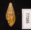 コロンビアオカタケノコの仲間 未詳 Synapterpes sp.fig.3