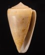 ネッタイイモ Conus lischkeanus tropicensisfig.1