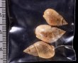 リムナエツヤヨフバイ (仮称) Nassarius limnaeiformisfig.2
