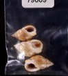リムナエツヤヨフバイ (仮称) Nassarius limnaeiformisfig.1
