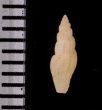 チャオビイトカケコトツブの仲間? 未詳 Gingicithara sp.fig.2