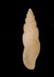 チャオビイトカケコトツブの仲間? 未詳 Gingicithara sp.fig.3