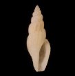 チャオビイトカケコトツブの仲間? 未詳 Gingicithara sp.fig.1