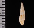 ボホールホソフデシャジク (仮称) Daphnella boholensisfig.2