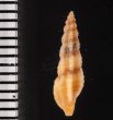 カバイロケボリクチキレツブ (仮称) Pseudorhaphitoma chocolatafig.2