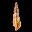 カバイロケボリクチキレツブ (仮称) Pseudorhaphitoma chocolatafig.1