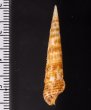 キリカニモリ Cerithium matukensefig.2