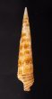 キリカニモリ Cerithium matukensefig.3
