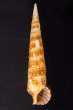 キリカニモリ Cerithium matukensefig.1