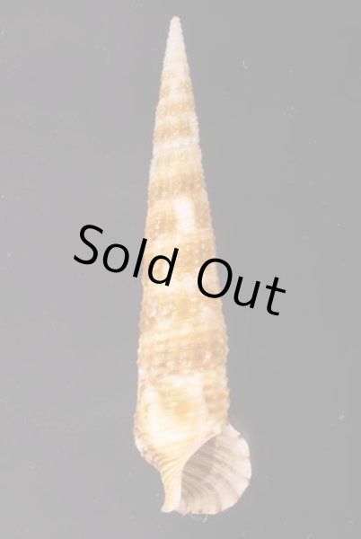 キリカニモリ Cerithium matukensefig.1