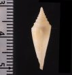 ノッポイモ Conus rainesaefig.2