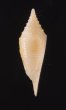 ノッポイモ Conus rainesaefig.3