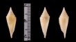 ノッポイモ Conus rainesaefig.1