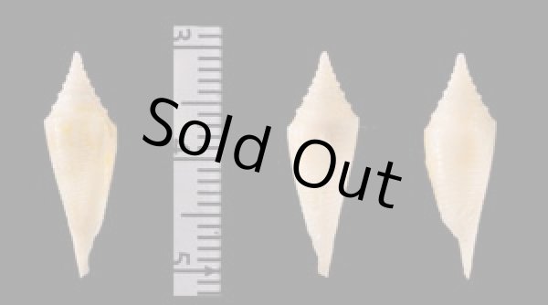 ノッポイモ Conus rainesaefig.1