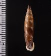 コロンビアクチコブギセル cf. Cyclonenia cf.cyclostomafig.2
