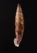 コロンビアクチコブギセル cf. Cyclonenia cf.cyclostomafig.3