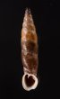 コロンビアクチコブギセル cf. Cyclonenia cf.cyclostomafig.1