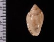 ゾラヘリトリ (仮称) Marginella xoraensisfig.2