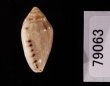ゾラヘリトリ (仮称) Marginella xoraensisfig.3