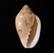 ゾラヘリトリ (仮称) Marginella xoraensisfig.1