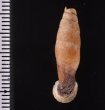 クビグロワニグチギセル (仮称) Tropidauchenia ardouinianafig.2