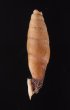 クビグロワニグチギセル (仮称) Tropidauchenia ardouinianafig.3