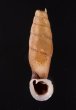 クビグロワニグチギセル (仮称) Tropidauchenia ardouinianafig.1