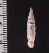 クチヒダギセル (仮称) Albinaria corrugatafig.2